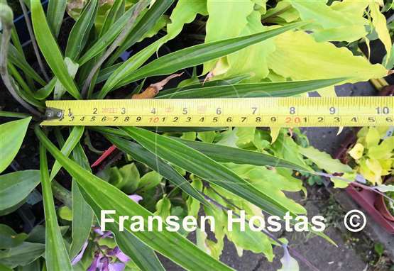 Hosta Chris' Long Lines